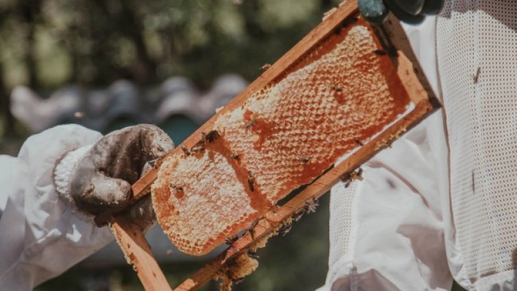 Пчеларите на протест: Искат да се пръска с биопестициди