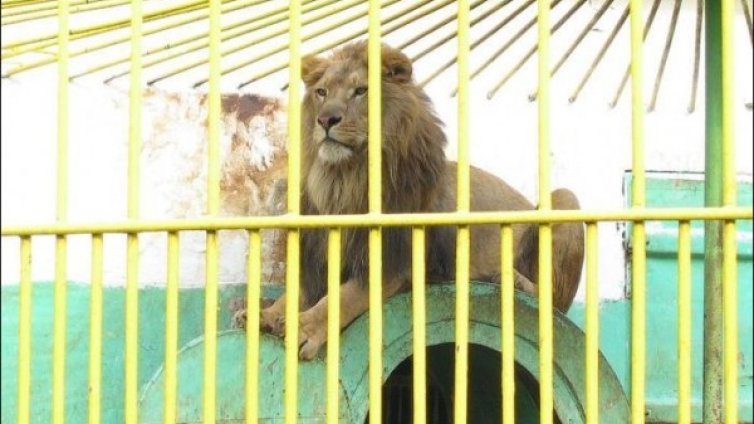 Разследват зоокъта в Разград заради лъва Любо