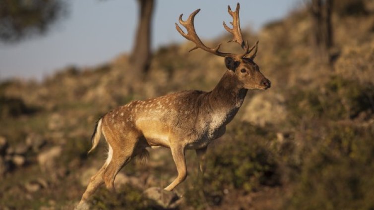 Започна есенния сезон за разселване на елени в Източните Родопи