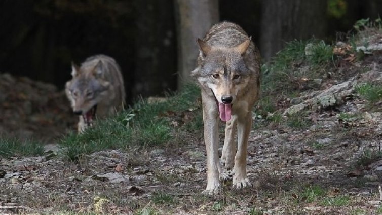 Екшън в планината: Туристи срещнаха вълци, паднаха в пропаст...