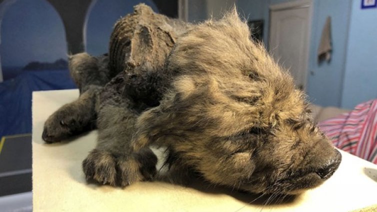 Кученце на 18 000 г. "излезе" от вечния лед в Сибир