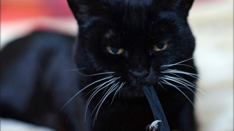 Котка на каишка? ЕС не одобрява 