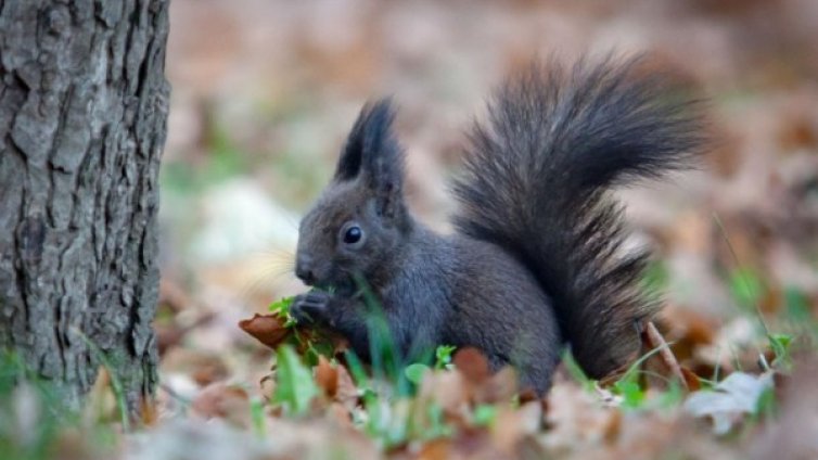 Студът и снегът идват от вторник, утре градусите около 10
