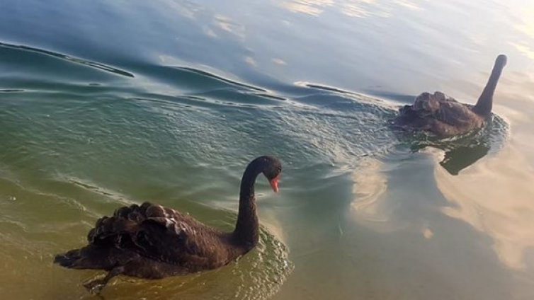 Откриха два от изчезналите черни лебеди от парк "Бачиново"