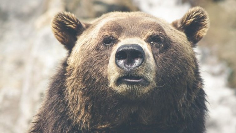 Мечките във Витоша се увеличават, туристите да са бдителни