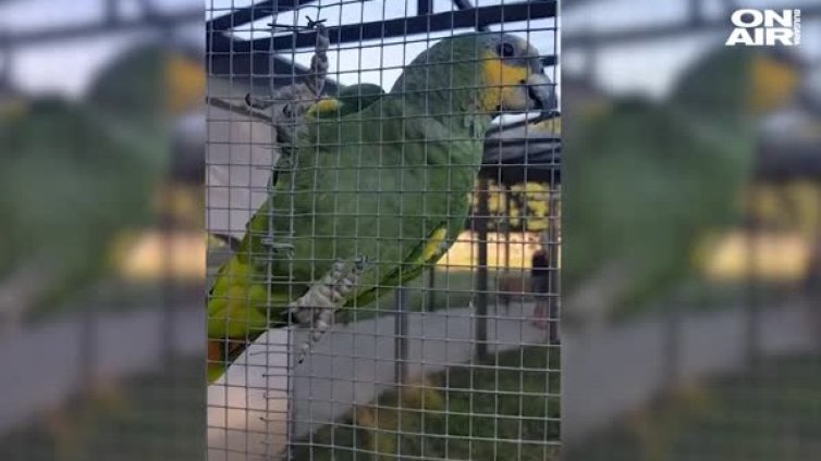 Странна кражба: Наглеци отмъкнаха папагал от зоопарк