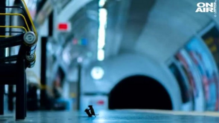 Снимка на годината: Бой между мишки в метрото в Лондон