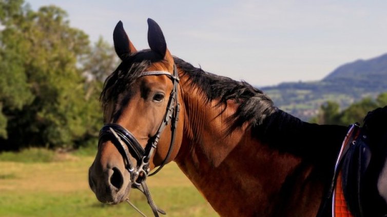 Конска "чума" вилнее на турски остров