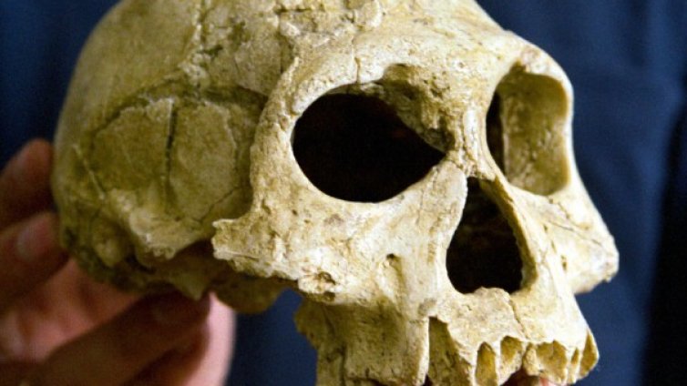Представители на Хомо еректус изчезнали преди 110 000 години 