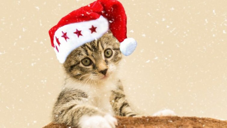 Котка с костюм на Дядо Коледа? Ветеринарите - не го правете!