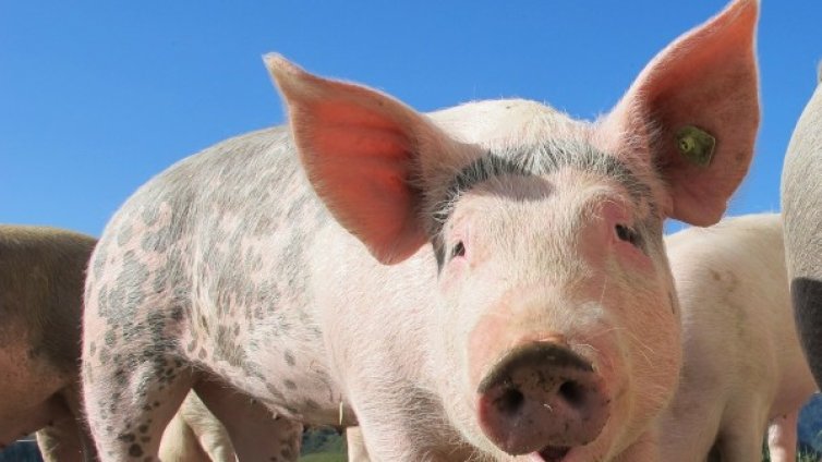 Умъртвяват заразени с африканска чума 24 500 прасета