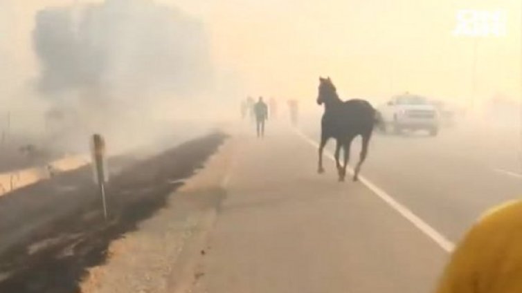 Кон спаси малкото си от пожарите в Австралия 