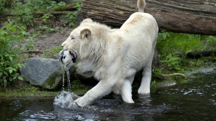 Хармония между човека и природата? Не, от милиони години