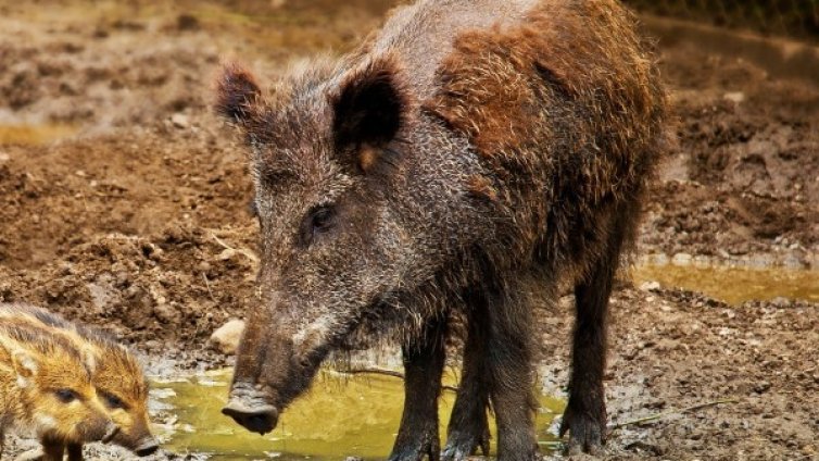 Държавата похарчила 69 млн. за борба с африканската чума