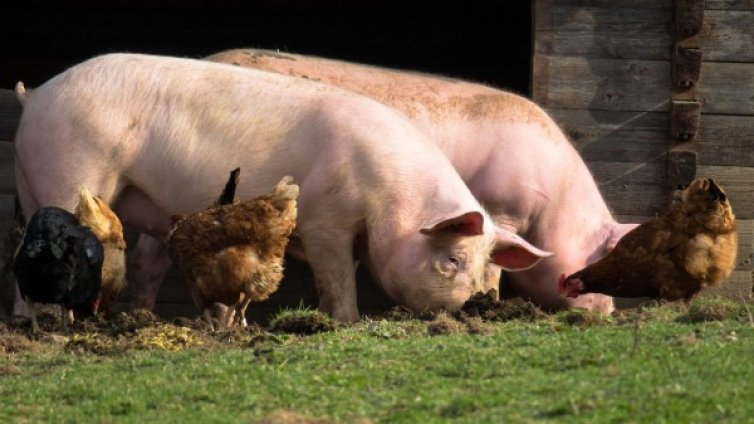 Африканската чума стигна до Гърция