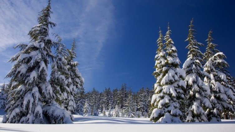 След леденото утро &ndash; чака ни слънчева неделя