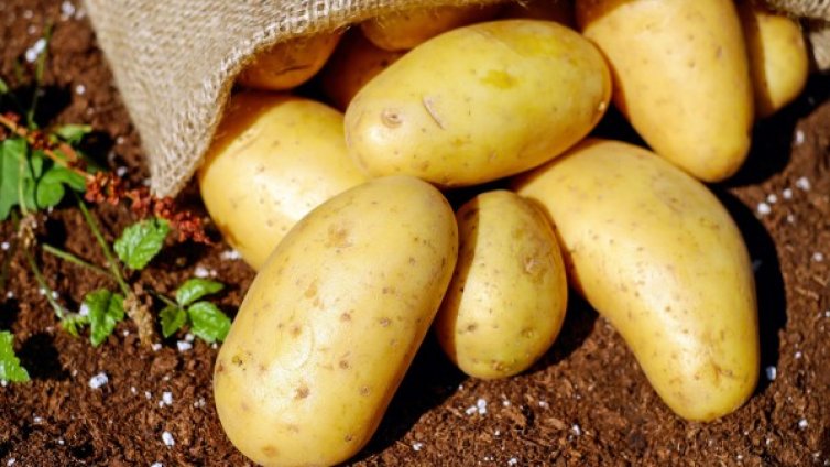 Вредители унищожават 40% от земеделската продукция 