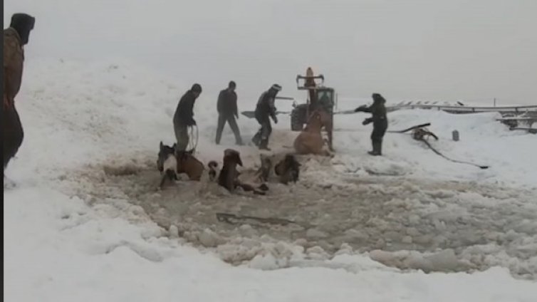 Спасиха коне от сигурна смърт в ледено езеро 