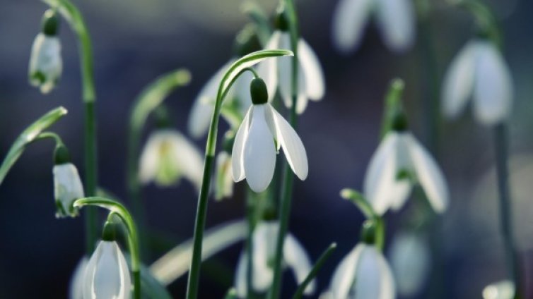 Посрещаме март с температури до 17 градуса през деня