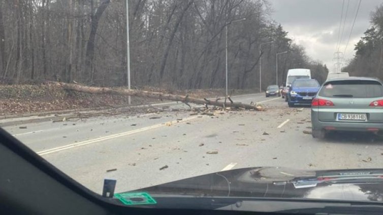 Паднало дърво затруднява движението на "Симеоновско шосе" 