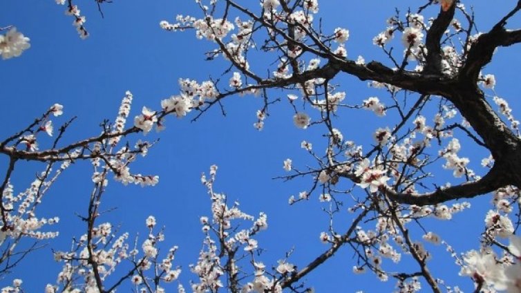 Студ и слани поразили кайсиите в Силистренско