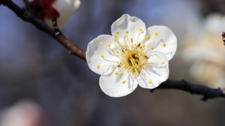 Днес времето остава слънчево, но вятърът носи студен въздух