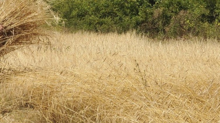 Заради COVID-19: Правителства със забрани за износ на храни