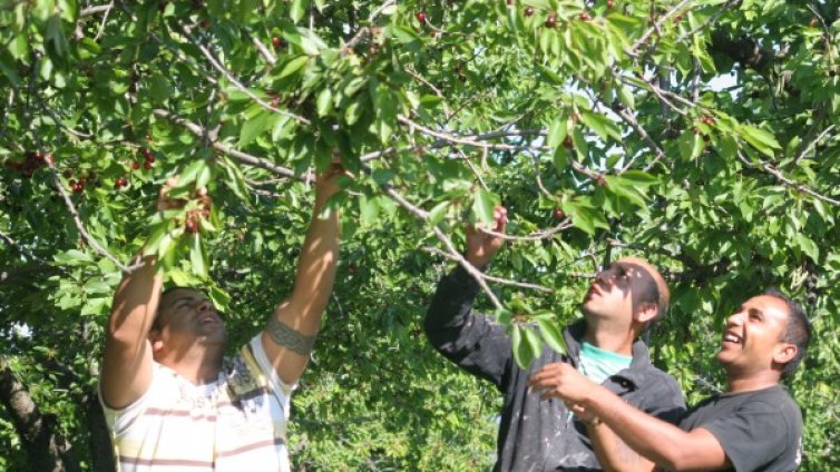 Земеделци: Задължителен труд в селското стопанство за хората на борсата