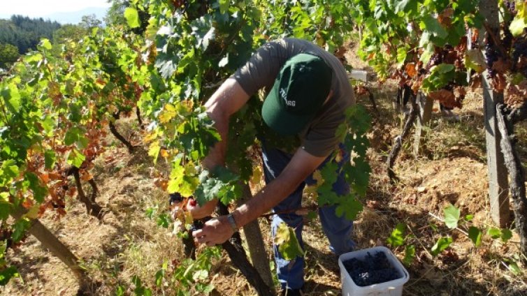 Как ще работят фермерските пазари - нова здравна заповед 