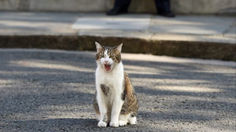 Котаракът на Борис Джонсън отказва да се самоизолира