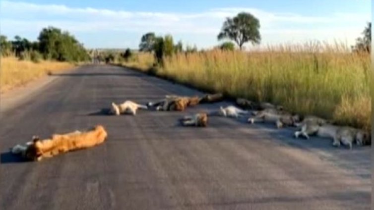 Лъвове си полегнаха на цимента в парк в Южна Африка