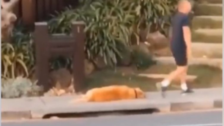 Онлайн смях: В изолация на кучетата не им е леко