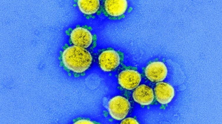 СЗО: Новият коронавирус е от естествен произход