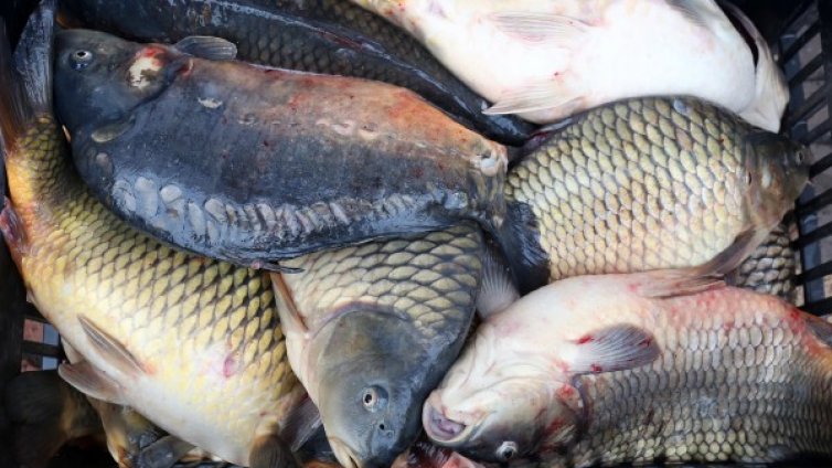 Полицията откри над 135 кг риба, уловена незаконно в Дунав 