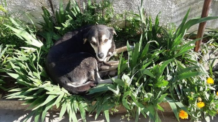 HelpBook: Агресивно куче, нападнало дете, е на свобода във Варна