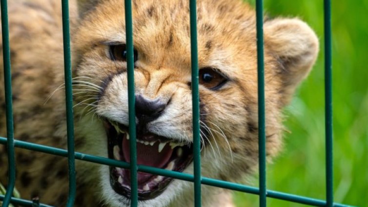 Заснеха най-рядката дива котка в света - сахарски гепард