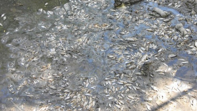 Варненският журналист Георги Александров е открит мъртъв