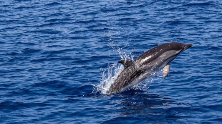Морето изхвърли два мъртви делфина край Созопол