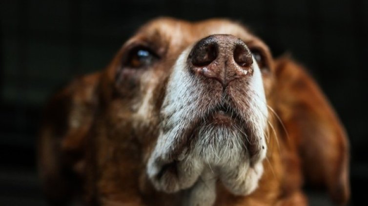 Двама перничани задържани за жестокост към кучета 