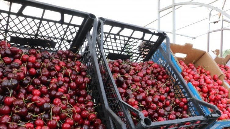 Мъж открадна над 150 кг череши от овощна градина