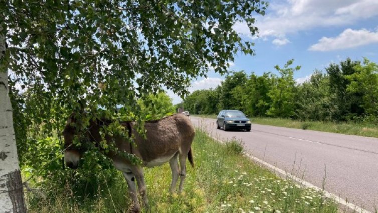 Завързаха магаре на път, по който всяка година има жертви заради животни