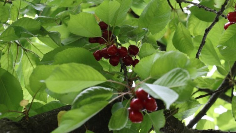 Изкупуват кюстендилски череши на 9 места в града 