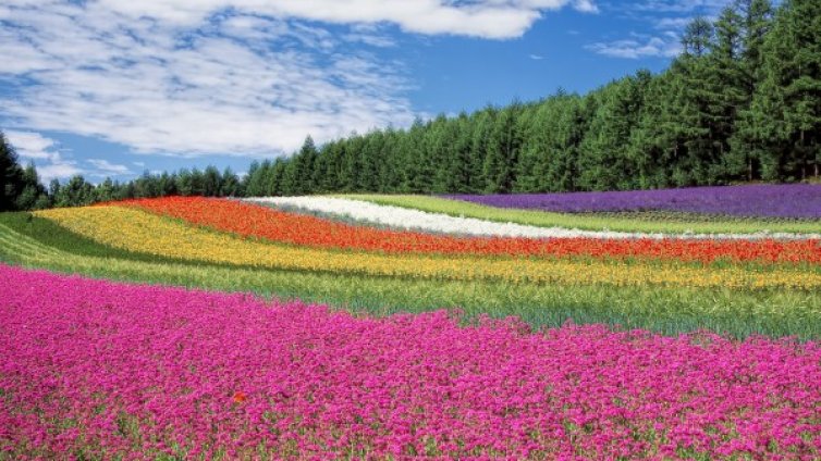 Кои са цветята, символи на някои европейски страни?