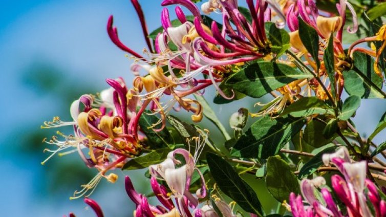 7 ползи за здравето от орловия нокът