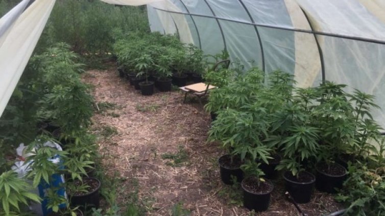 Разбиха две наркооранжерии по време на спецакция във Враца