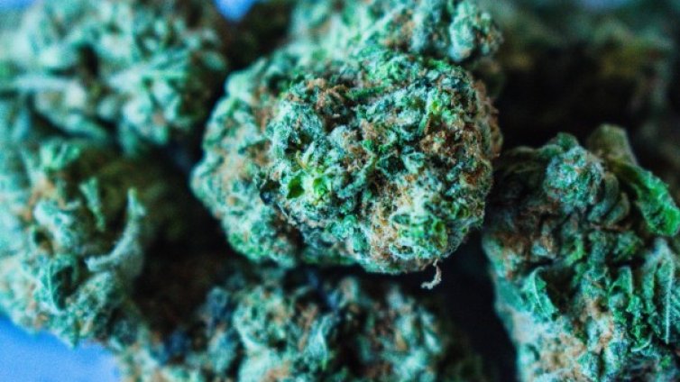 Полицията в Сливен иззе 6 кг канабис 