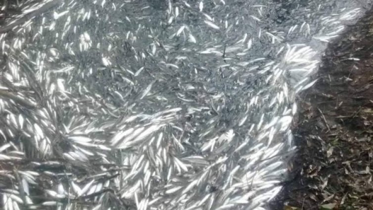 Голямо количество мъртва риба в язовир в Тервелско