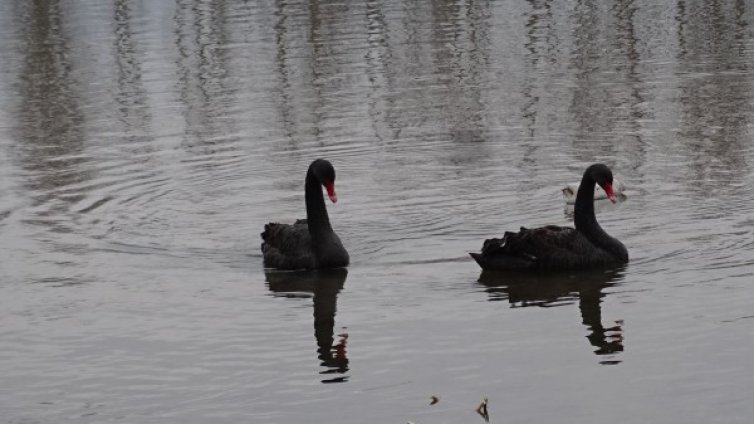 Възрастен мъж се е удавил в езеро в Пазарджик 