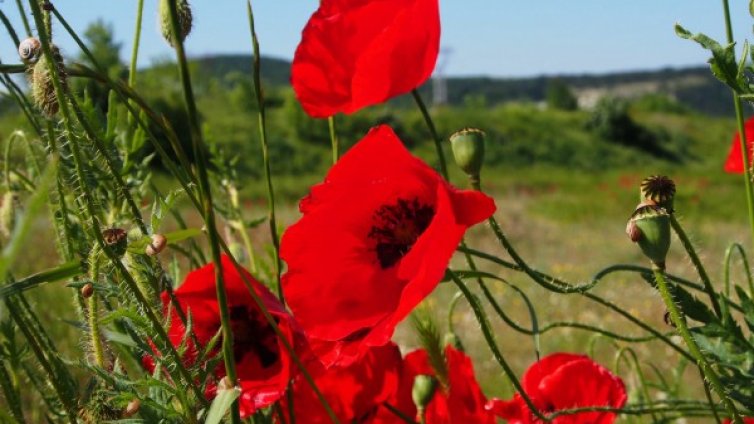Днес ще бъде слънчево, градусите стигат 31