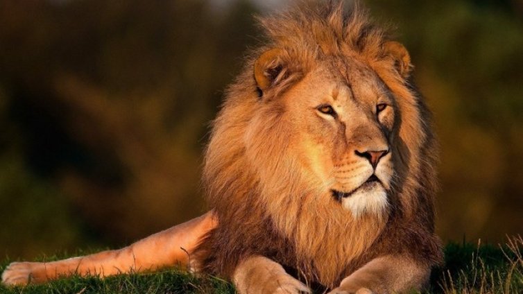 10 август - Световният ден на лъва, царят на животните